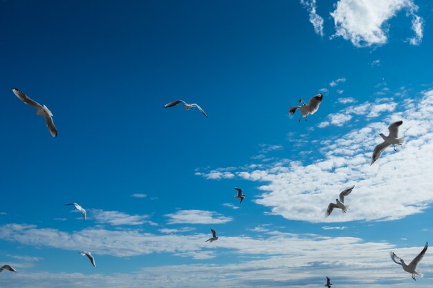 Belles mouettes volant dans le ciel bleu d'automne