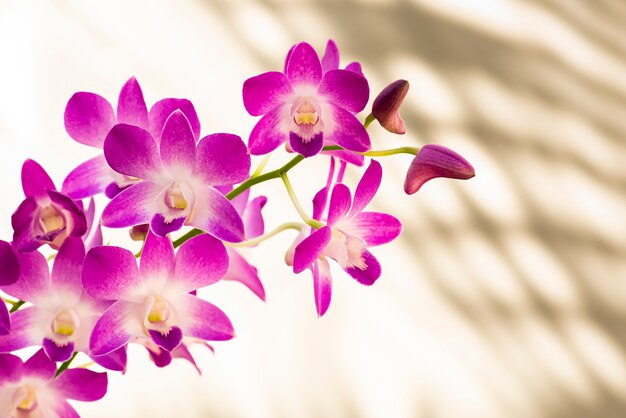 Belles orchidées colorées. Couleur blanche et rose