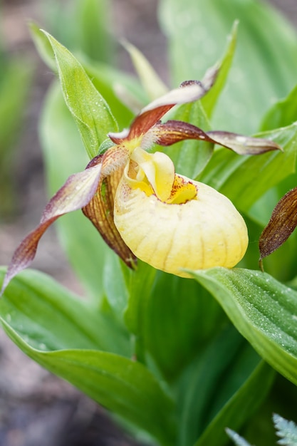 Belles orchidées de couleurs différentes. Hybrides de dame-pantoufle.