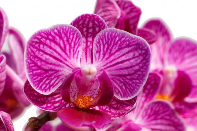 Belles orchidées de couleurs différentes. Hybrides de Phalaenopsis.