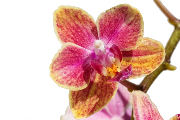 Belles orchidées de couleurs différentes. Hybrides de Phalaenopsis.