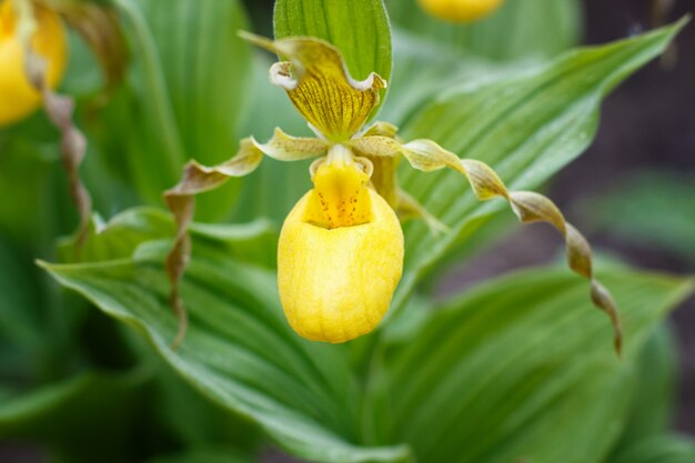 Belles orchidées de couleurs différentes