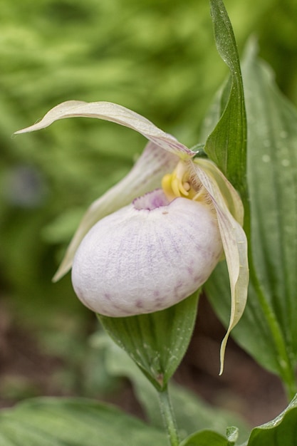 Belles orchidées de couleurs différentes