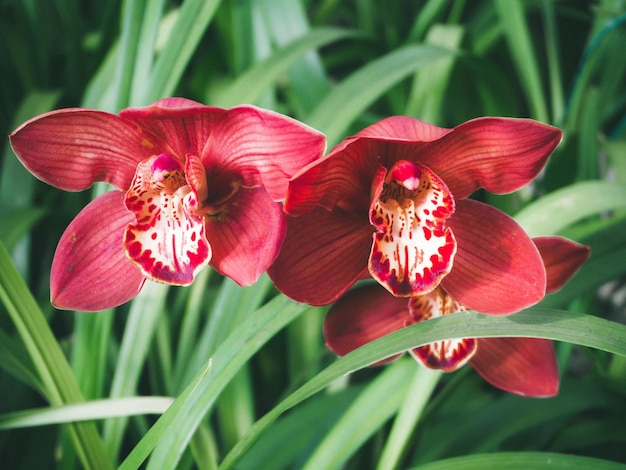 Belles orchidées dans le jardin