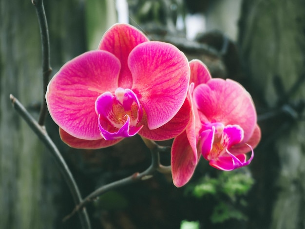 Belles orchidées dans le jardin