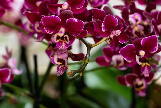 Belles orchidées dans la nature se bouchent