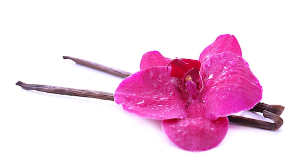 Belles orchidées en fleurs et bâtons de vanille isolés sur blanc