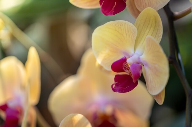 Belles orchidées en fleurs dans la forêt