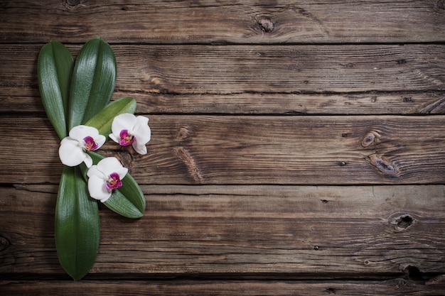 Belles orchidées sur fond en bois ancien