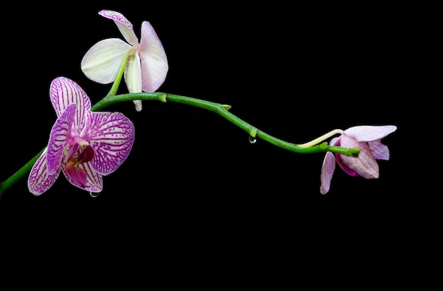 Photo belles orchidées sur fond noir