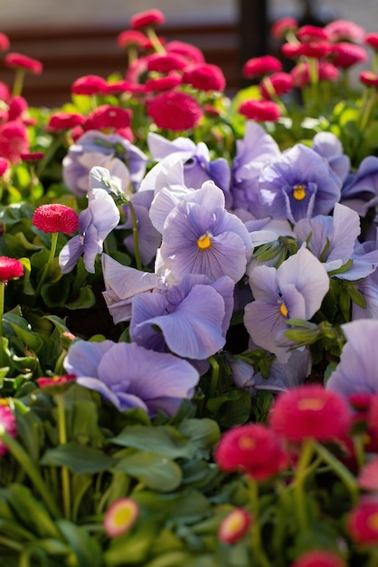 Belles pensées et marguerites fleurs lilas et roses dans un jardin de printemps