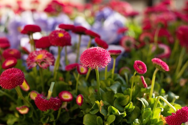 Belles pensées et marguerites fleurs lilas et roses dans un jardin de printemps