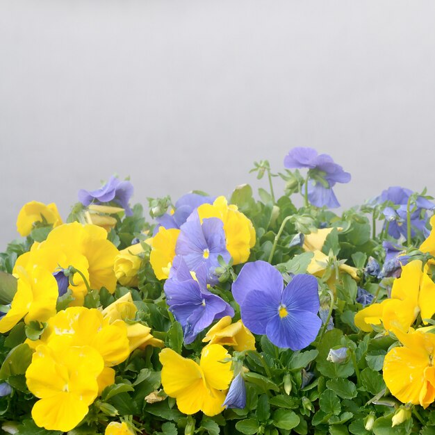 Belles pensées violettes et jaunes dans le jardin de printemps