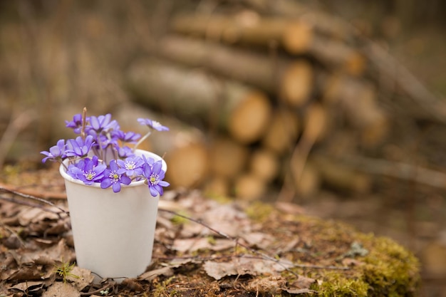 Belles perce-neige dans une tasse de papier sur le vieux fond de bois premières fleurs de printemps dans une forêt