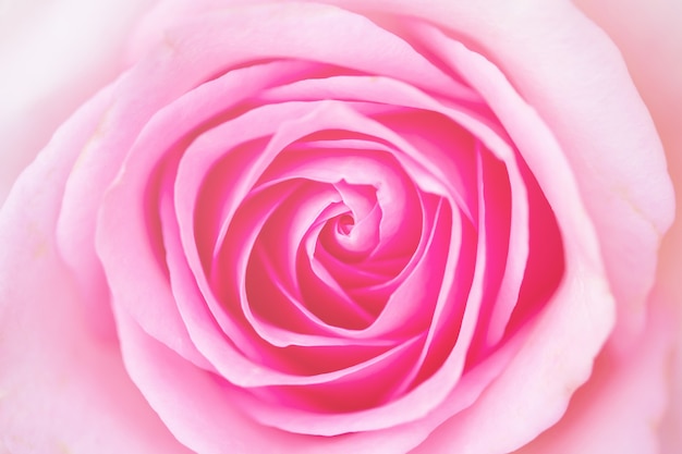 Belles pétales de fleurs roses colorées close up macro