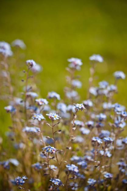 Belles petites fleurs bleues