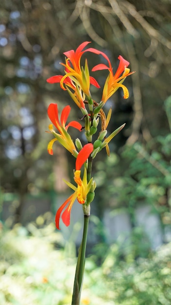 Belles petites fleurs de Canna generalis également connues sous le nom de Canna lily ou Common garden canna