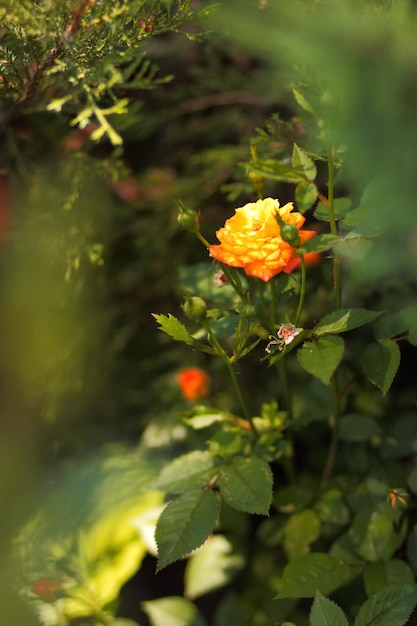 Belles petites fleurs jaunes qui fleurissent dans le jardin La beauté de la nature printanière Gros plan