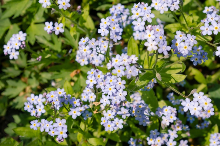 Photo belles petites fleurs de prairie bleu clair et blanc