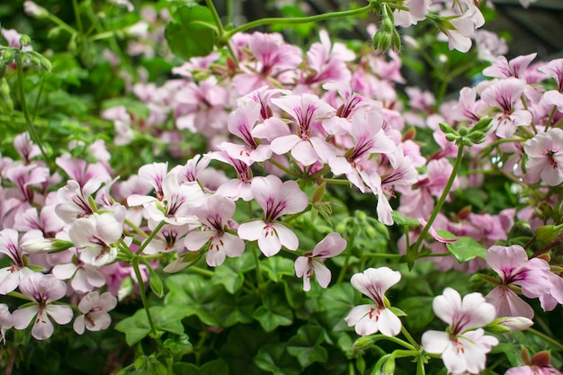 Belles petites fleurs roses cultivées dans le jardin