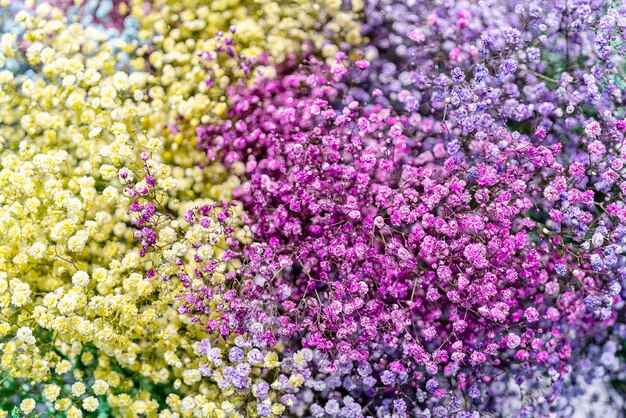 Belles petites fleurs roses et jaunes