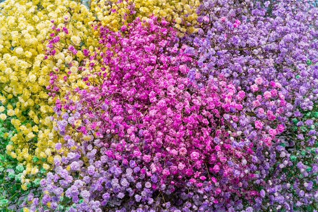 Belles petites fleurs roses et jaunes