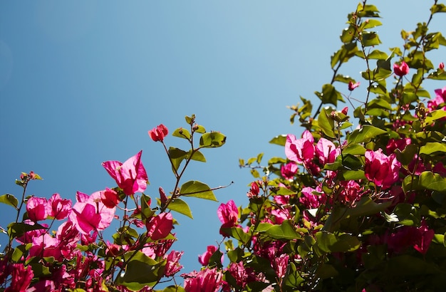 Belles petites fleurs rouges