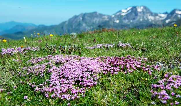 Les belles petites fleurs violettes dans la montagne