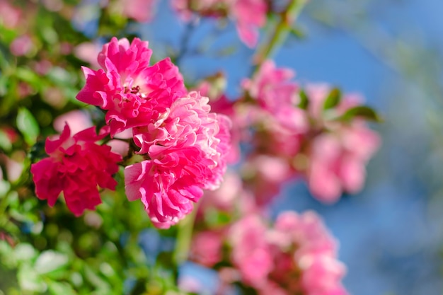 Belles petites roses roses tendres