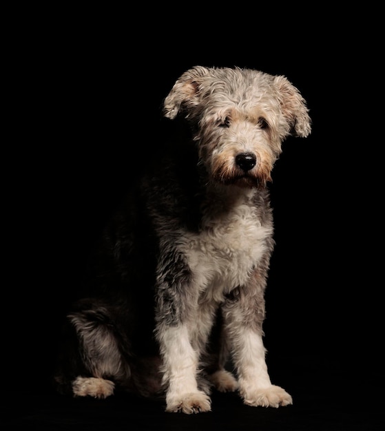 Belles photos d'un chien sur fond noir