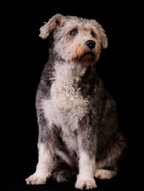 Belles photos d'un chien sur fond noir