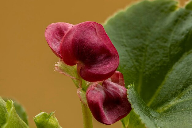 Belles photos macro de plantes dans des jardinières