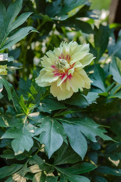 Belles pivoines arbustives par une journée ensoleillée dans le jardin