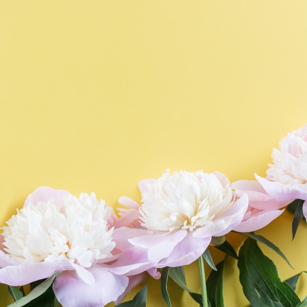 Belles pivoines sur fond jaune