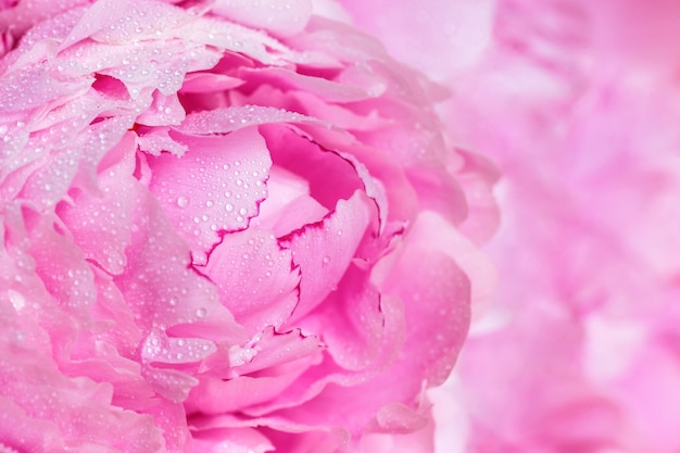 Belles pivoines roses. Concept de fleurs de printemps.