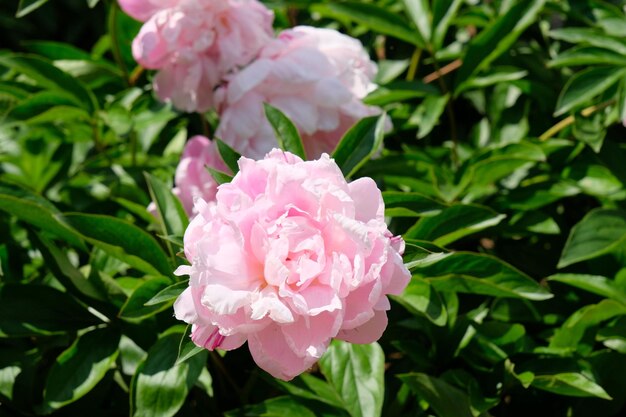 De belles pivoines roses dans le jardin