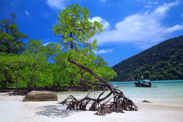 Belles Plages Et Mangroves De Mer Tropicale.