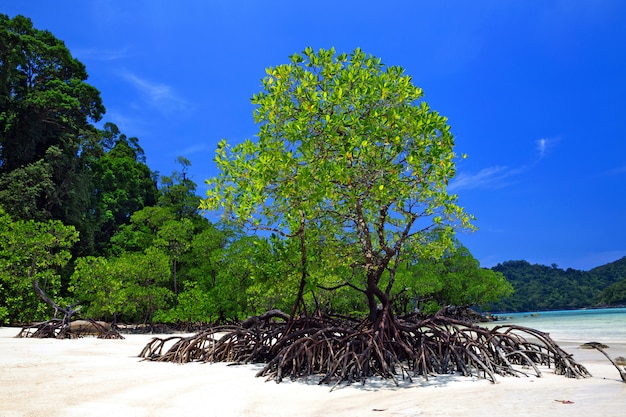 Belles plages et mangroves de mer tropicale.