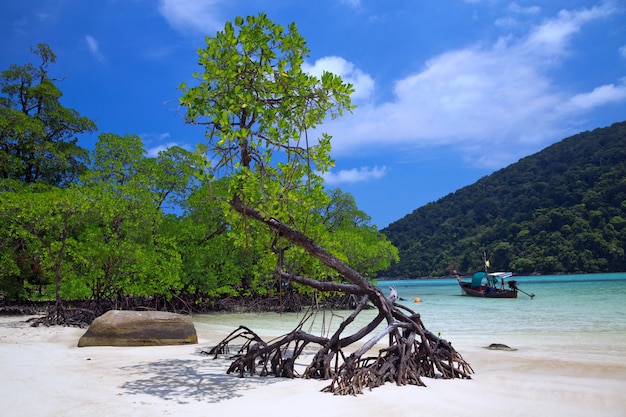 Belles plages et mangroves de mer tropicale.