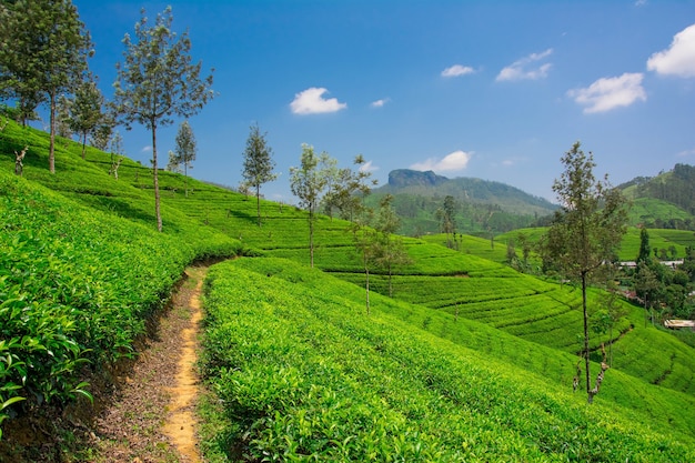 Belles plantations de thé en Asie du Sud