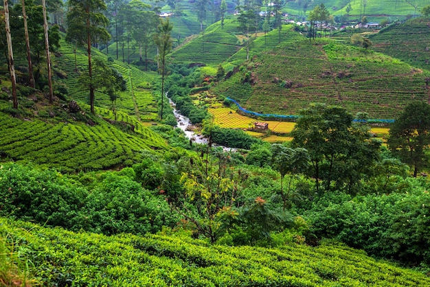 Belles Plantations De Thé Des Highlands Au Sri Lanka