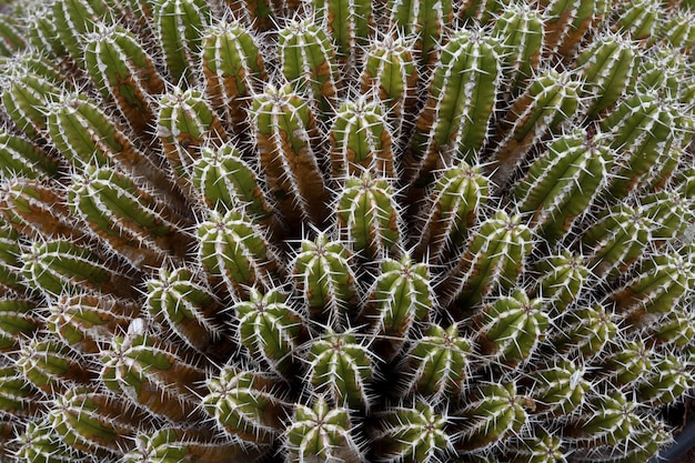 belles plantes de cactus qui font des formes géométriques