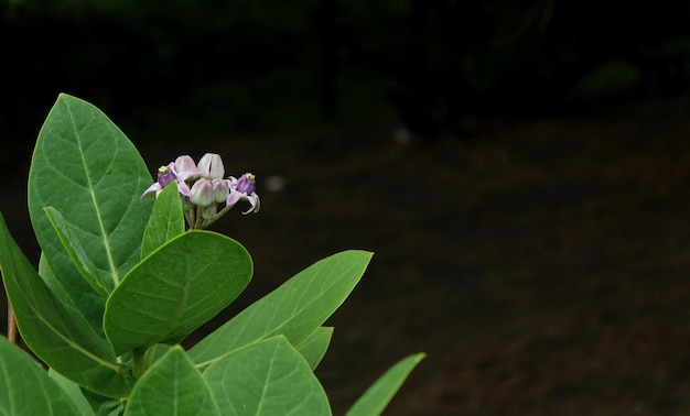 Belles plantes calotropes géantes