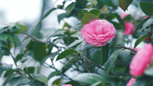 Belles plantes dans le jardin belles fleurs de camélia japonaise rose vibrant ou camélia japonica