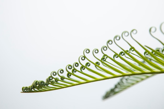 belles plantes à feuilles avec des boucles