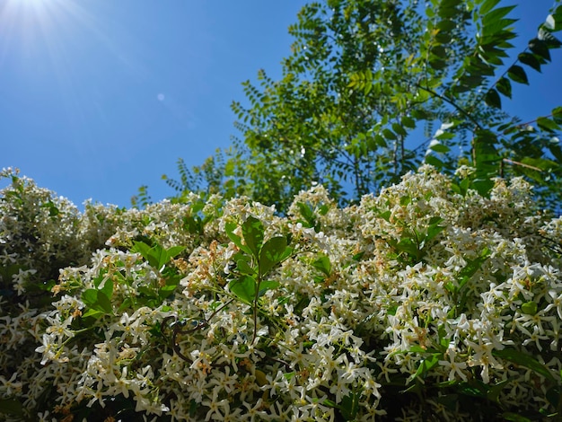 Belles plantes en fleurs et ciel bleu