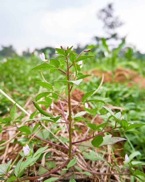 Belles plantes sauvages poussant dans la plantation