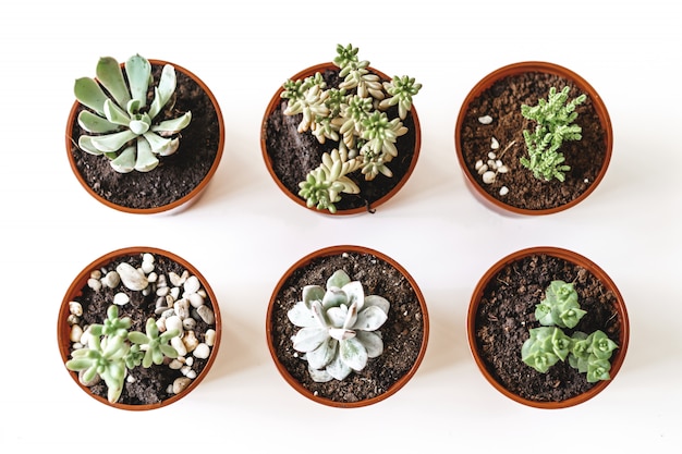 Belles plantes succulentes en pot sur la vue de dessus de table blanche