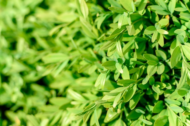 Belles plantes vertes dans le jardin.