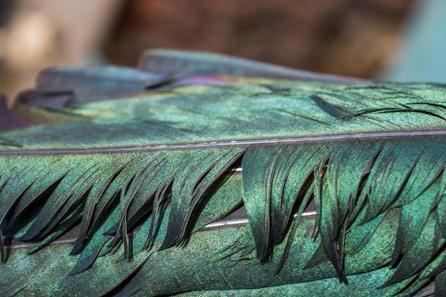 Photo belles plumes d'oiseaux à des fins décoratives